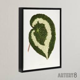 "Artery8 AF Lydon Benjamin Fawcett Begonia Red Leaf Framed Canvas Art Print in White - Size: W12"" x H16""" - thumbnail 2