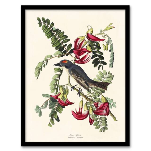 "Artery8 Birds of America Piping Flycatcher Audubon Framed Wall Art Print in White - Size: W12"" x H16""" - image 1