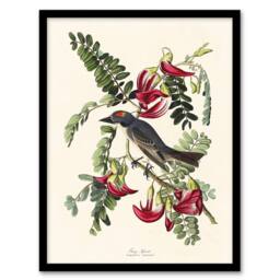 "Artery8 Birds of America Piping Flycatcher Audubon Framed Wall Art Print in White - Size: W12"" x H16""" - thumbnail 1