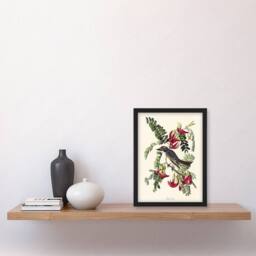 "Artery8 Birds of America Piping Flycatcher Audubon Framed Wall Art Print in White - Size: W12"" x H16""" - thumbnail 4