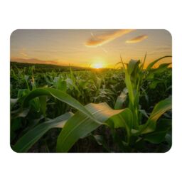 Benjamin Tate Design field at sunset Designer Blanket Designer Blanket in Natural - Size: 120 cm x 150 cm - thumbnail 1