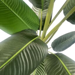 Leaf 150cm UV Traveller Banana Palm Tree in Green - thumbnail 3
