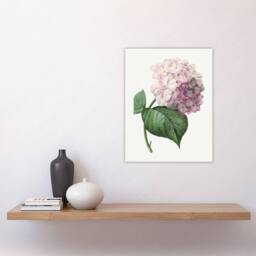 "Artery8 Hydrangea Botanical Illustration Redoute Vintage Wall Art Print Poster in White - Size: W12"" x H16""" - thumbnail 4
