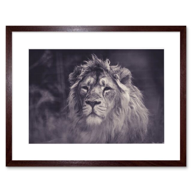 "Artery8 Wall Art Print Bredesen Male African Lion Framed in Brown - Size: W7"" x H9""" - image 1