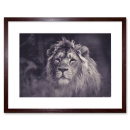 "Artery8 Wall Art Print Bredesen Male African Lion Framed in Brown - Size: W7"" x H9""" - thumbnail 1