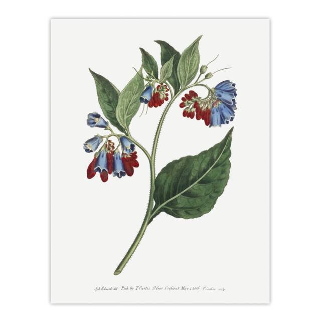 "Artery8 Sansom Vintage Botanical Prickley Comfrey Flowers Wall Art Print in White - Size: W12"" x H16""" - image 1