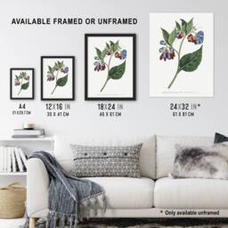 "Artery8 Sansom Vintage Botanical Prickley Comfrey Flowers Wall Art Print in White - Size: W12"" x H16""" - thumbnail 3
