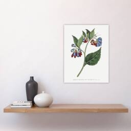 "Artery8 Sansom Vintage Botanical Prickley Comfrey Flowers Wall Art Print in White - Size: W12"" x H16""" - thumbnail 4