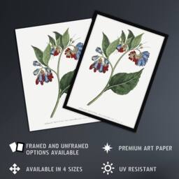 "Artery8 Sansom Vintage Botanical Prickley Comfrey Flowers Wall Art Print in White - Size: W12"" x H16""" - thumbnail 2