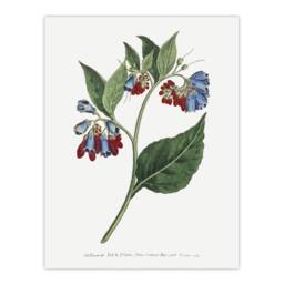 "Artery8 Sansom Vintage Botanical Prickley Comfrey Flowers Wall Art Print in White - Size: W12"" x H16""" - thumbnail 1