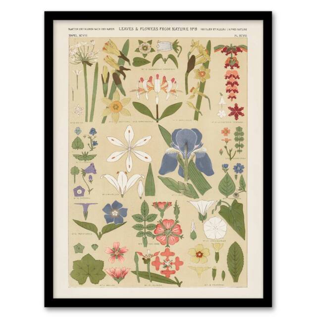 Artery8 Owen Jones Framed Wall Art Print Leaves & Flowers From Nature No 8 in Beige - Size: A4 - image 1