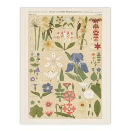 Artery8 Owen Jones Framed Wall Art Print Leaves & Flowers From Nature No 8 in Beige - Size: A4 - thumbnail 3