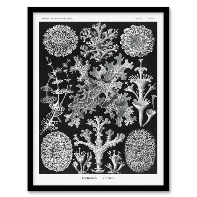 Artery8 Ernst Haeckel Framed Wall Art Lichen Species Vintage Illustration in Black - Size: A4 - image 1