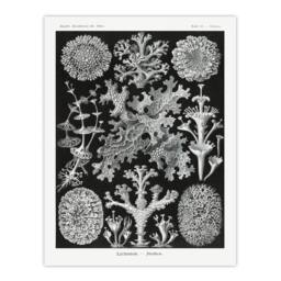 Artery8 Ernst Haeckel Framed Wall Art Lichen Species Vintage Illustration in Black - Size: A4 - thumbnail 3