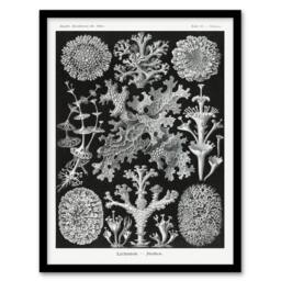 Artery8 Ernst Haeckel Framed Wall Art Lichen Species Vintage Illustration in Black - Size: A4 - thumbnail 1