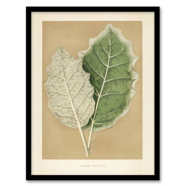 Artery8 White Margined Nightshade Leaves Fawcett Framed Wall Art Print in Beige - Size: A4 - image 1