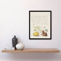 Artery8 Model Book of Calligraphy Framed Wall Art Gillyflower Almond & Frog in White - Size: A4 - thumbnail 2