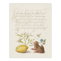 Artery8 Model Book of Calligraphy Framed Wall Art Gillyflower Almond & Frog in White - Size: A4 - thumbnail 3