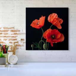 "Warren Reed - Designer Poppies Canvas - Size: W16"" x H16""" - thumbnail 1