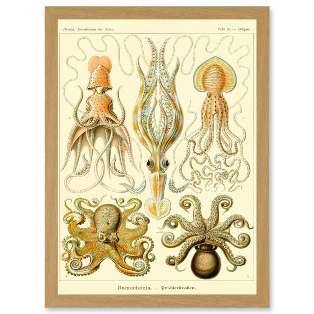 Artery8 Nature Ernst Haeckel Octopus Biology Sea Underwater A4 Artwork Framed Wall Art Print in Light Oak - image 1