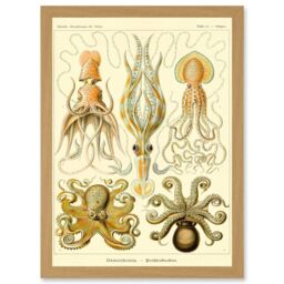 Artery8 Nature Ernst Haeckel Octopus Biology Sea Underwater A4 Artwork Framed Wall Art Print in Light Oak - thumbnail 1