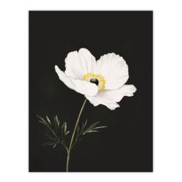 "Artery8 Single White Poppy Anemone Flower Black Floral Wall Art Print - Size: W24"" x H32""" - thumbnail 1