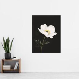 "Artery8 Single White Poppy Anemone Flower Black Floral Wall Art Print - Size: W24"" x H32""" - thumbnail 4
