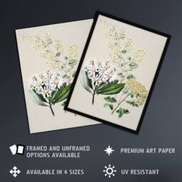 Artery8 New Zealand Three Senecio Flower Species Featon Framed Wall Art Print in Beige - Size: A4 - thumbnail 2