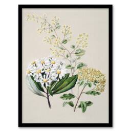 Artery8 New Zealand Three Senecio Flower Species Featon Framed Wall Art Print in Beige - Size: A4 - thumbnail 1