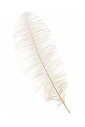 Neel Blue 10pcs Ostrich Feathers Plume, 50cm - 60cm in Ivory - thumbnail 2