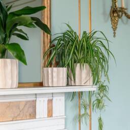 Royal Botanic Gardens Kew Kew Ripple Bone Planter H14cm D17cm in Ivory - thumbnail 1