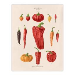 Artery8 Ernst Benary Capsicums & Chili Pepper Varieties Framed Art Print in White - Size: A4 - thumbnail 3