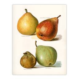 Artery8 John Wright Framed Wall Art Four Pear Varieties Vintage Illustration in White - Size: A4 - thumbnail 3