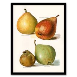 Artery8 John Wright Framed Wall Art Four Pear Varieties Vintage Illustration in White - Size: A4 - thumbnail 1