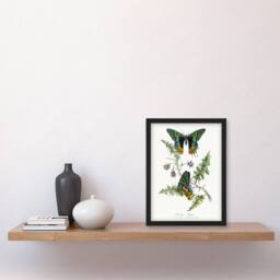 Artery8 Paul Gervais Madagascan Sunset Moth & Flowers Framed Wall Art Print in White - Size: A4 - thumbnail 4