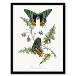 Artery8 Paul Gervais Madagascan Sunset Moth & Flowers Framed Wall Art Print in White - Size: A4 - thumbnail 1