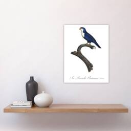 "Artery8 The Arimanon Parakeet Parrot Levaillant Wall Art Poster Print in White - Size: W12"" x H16""" - thumbnail 4