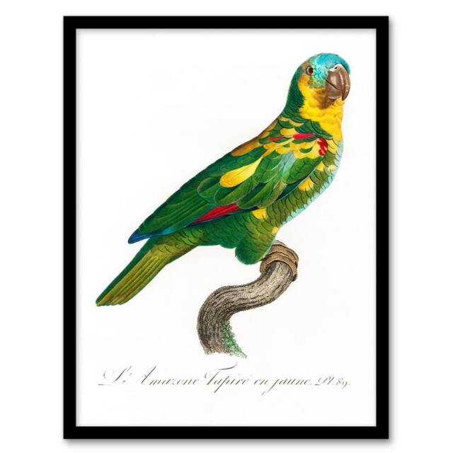 Artery8 Francois Levaillant Framed Wall Art The Turquoise Fronted Amazon Parrot in White - Size: A4 - image 1