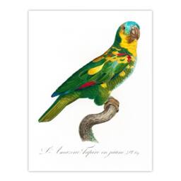 Artery8 Francois Levaillant Framed Wall Art The Turquoise Fronted Amazon Parrot in White - Size: A4 - thumbnail 3