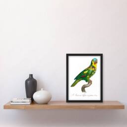 Artery8 Francois Levaillant Framed Wall Art The Turquoise Fronted Amazon Parrot in White - Size: A4 - thumbnail 2