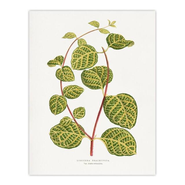 "Artery8 AF Lydon Benjamin Fawcett Lonicera Brachypoda Leaves Wall Art Print in White - Size: W12"" x H16""" - image 1