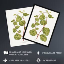 "Artery8 AF Lydon Benjamin Fawcett Lonicera Brachypoda Leaves Wall Art Print in White - Size: W12"" x H16""" - thumbnail 2