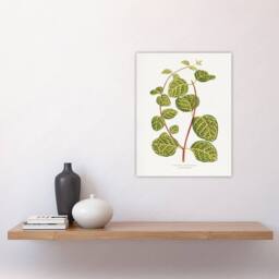 "Artery8 AF Lydon Benjamin Fawcett Lonicera Brachypoda Leaves Wall Art Print in White - Size: W12"" x H16""" - thumbnail 4