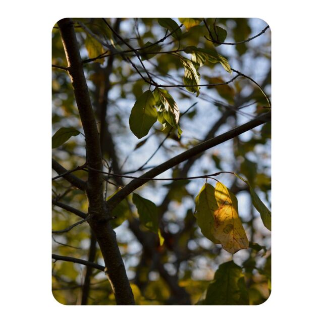 Benjamin Tate Design leaves & branches Designer Blanket in Natural - Size: 120 cm x 150 cm - image 1