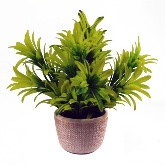 Leaf 22cm Honey Plant Light Green in Terracotta Pot in Yellow - image 1