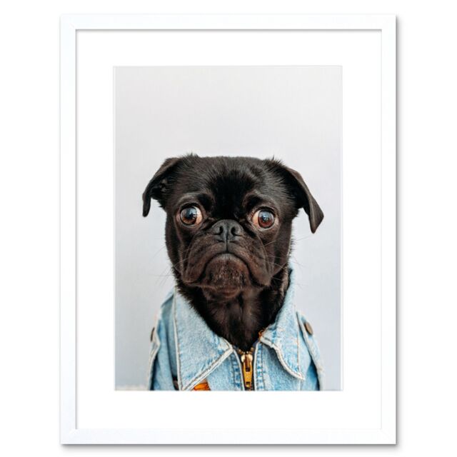 "Artery8 Wall Art Print Deluvio Pug Puppy Dog in Jacket Framed in White - Size: W7"" x H9""" - image 1