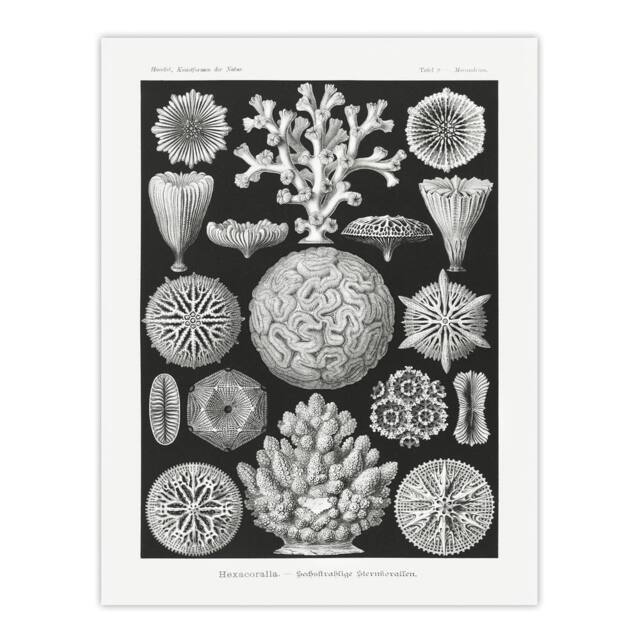 "Artery8 Hexacorallia Marine Life Illustration Haeckel Wall Art Poster Print in Black - Size: W12"" x H16""" - image 1