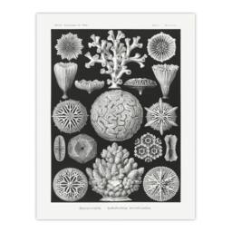 "Artery8 Hexacorallia Marine Life Illustration Haeckel Wall Art Poster Print in Black - Size: W12"" x H16""" - thumbnail 1
