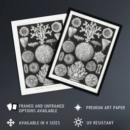 "Artery8 Hexacorallia Marine Life Illustration Haeckel Wall Art Poster Print in Black - Size: W12"" x H16""" - thumbnail 2