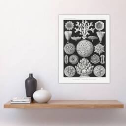 "Artery8 Hexacorallia Marine Life Illustration Haeckel Wall Art Poster Print in Black - Size: W12"" x H16""" - thumbnail 4